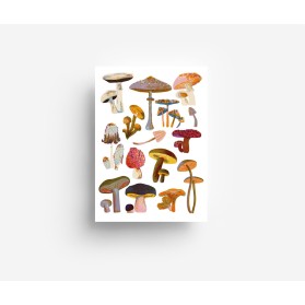 JW Mushrooms Postal
